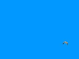 飞鸟素材白鸽飞过绿屏抠像视频的预览图